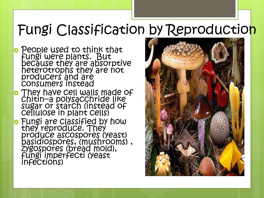 PPT - PROTISTS AND FUNGI PowerPoint Presentation, free download - ID ...