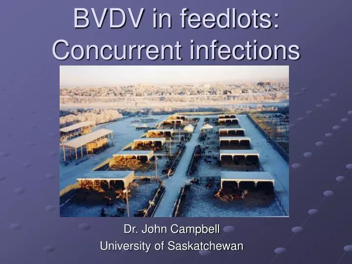bvdv in feedlots concurrent infections n.