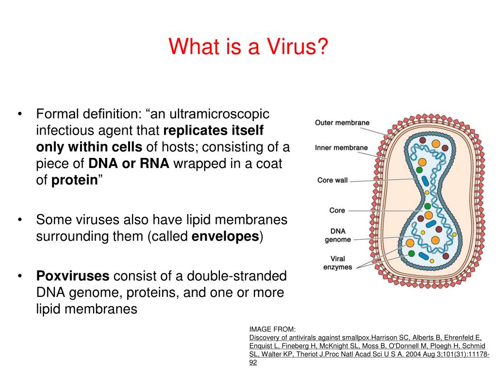 PPT - Poxviruses: Their Impact on Human Health, History, and Research ...