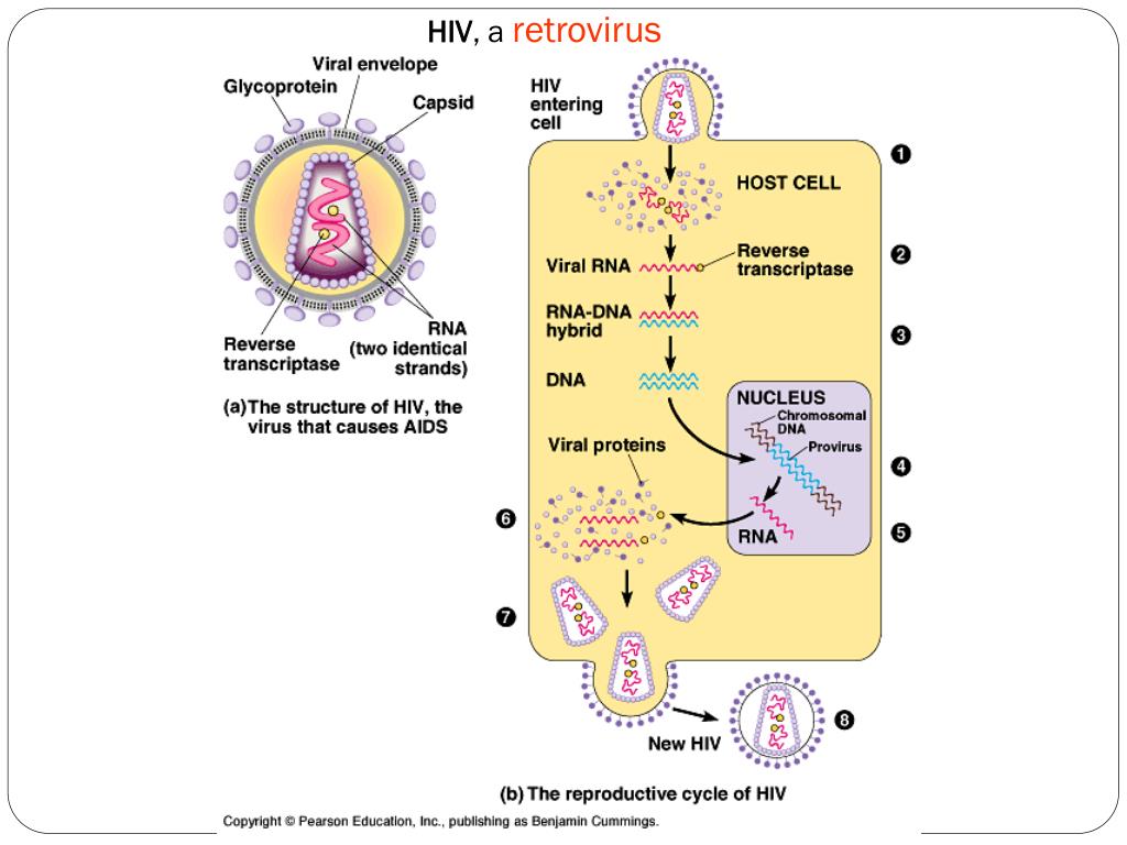 Their cell. HIV structure. Ретровирус. HIV Cell structure. Reproduction of the RNA virus.