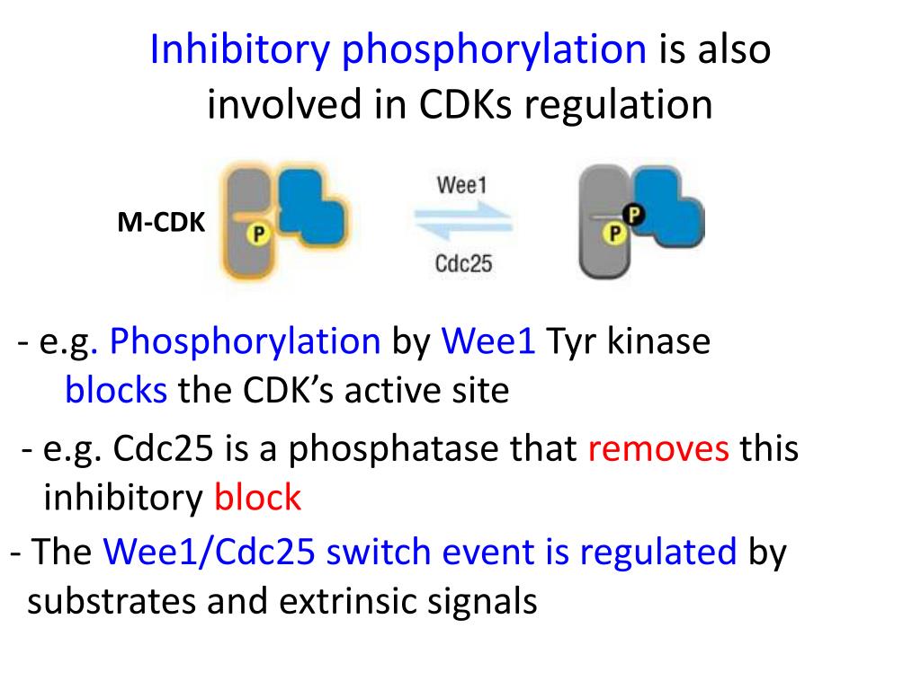 promoting complex PowerPoint Presentation, free ... Biology Diagrams