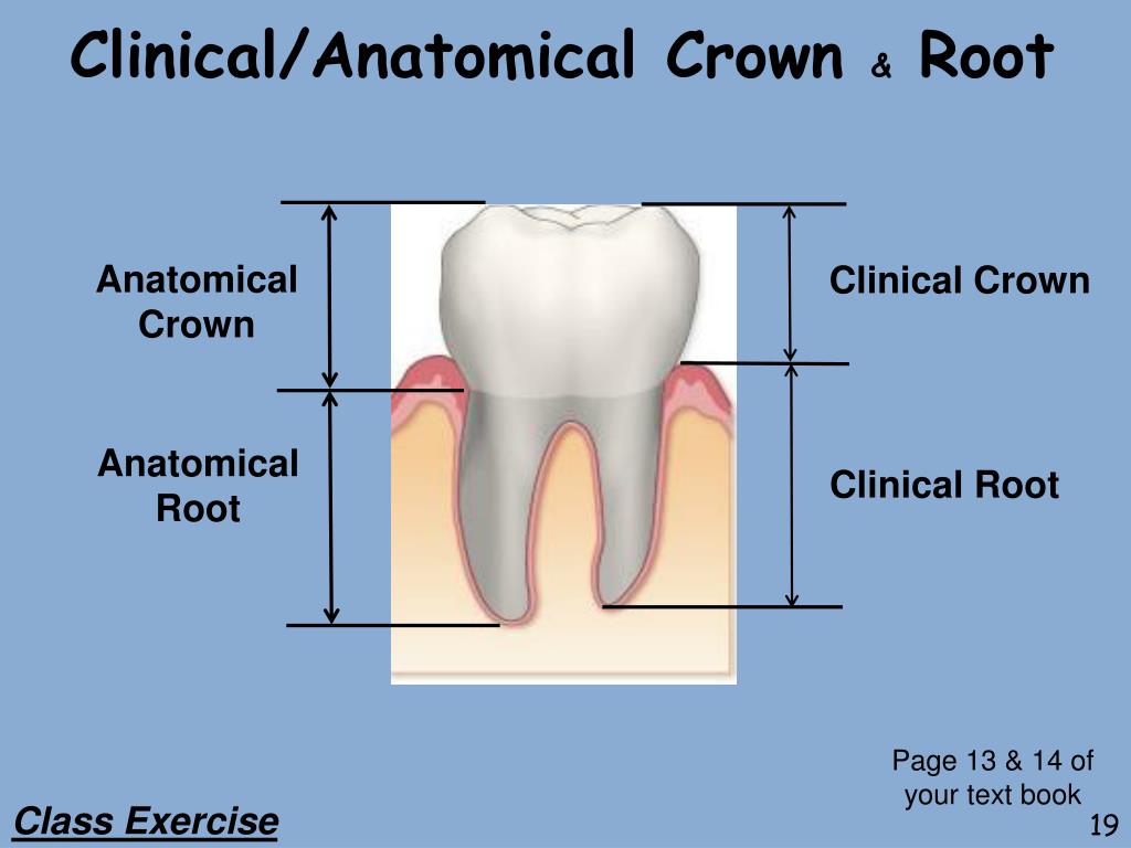 PPT - Dental Terminology Part 2 PowerPoint Presentation, free download ...