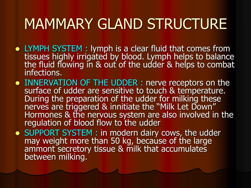 mammary gland structure1 l