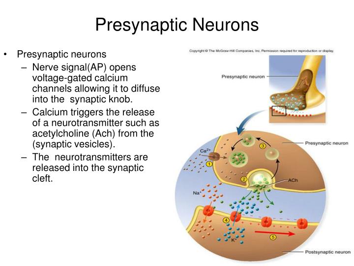 presynaptic neuron