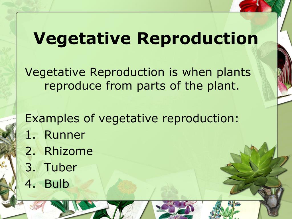 What Is Vegetative Reproduction With Example at Karen Coulson blog