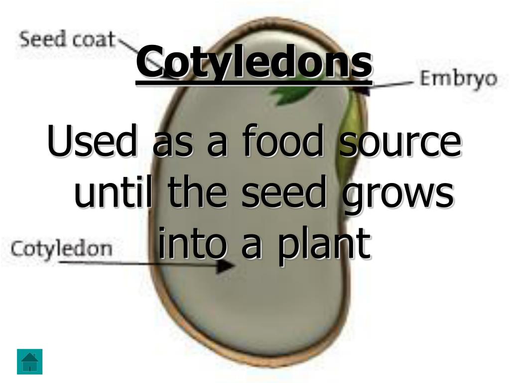 PPT Plants Fourth Grade Unit PowerPoint Presentation Free Download 
