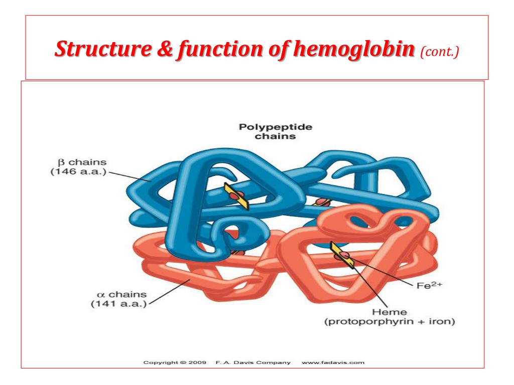 Structure of hemoglobin