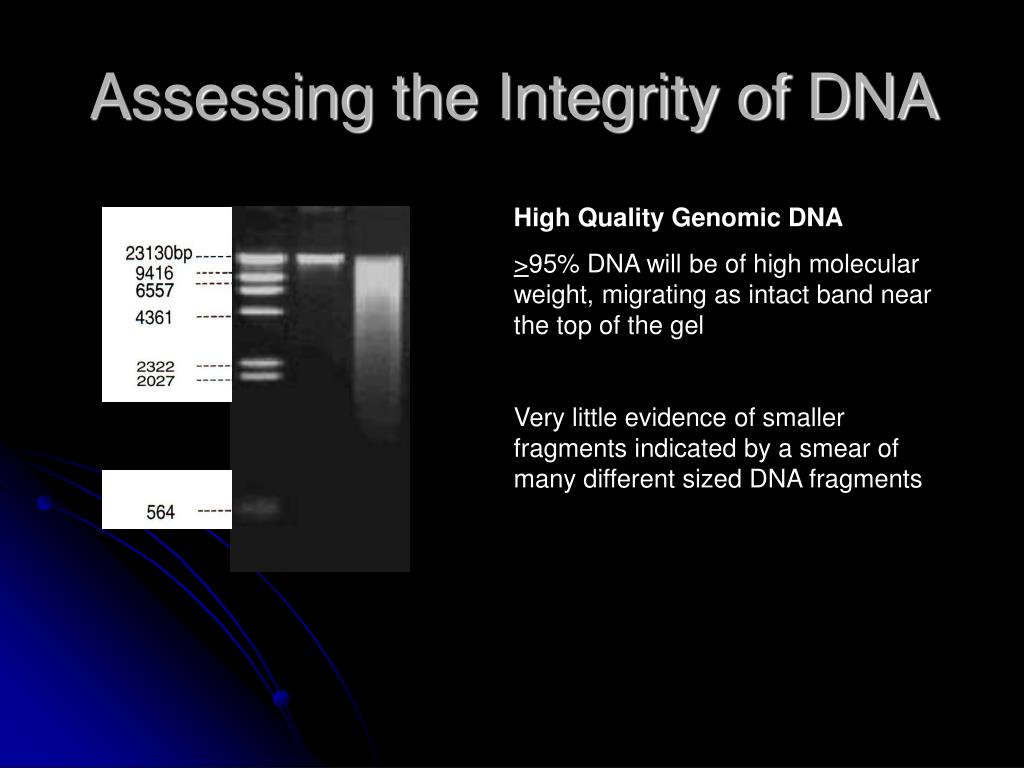 PPT - Restriction Digestion of Arabidopsis thaliana Genomic DNA ...