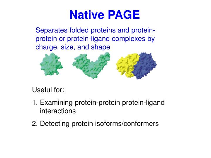 PPT - Protein Gel Electrophoresis PowerPoint Presentation - ID:6712410