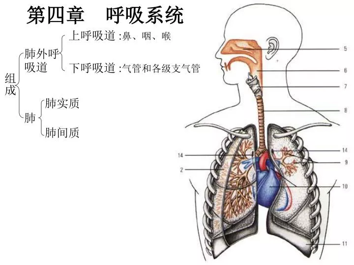 Ppt 第四章呼吸系统powerpoint Presentation Free Download Id