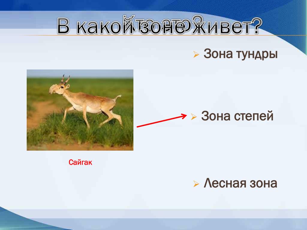 В какой природной зоне обитает заяц. Сайгатв какой природной зоне. Сайгак природная зона. Животные зоны степей Сайгак. Сайгак живет в тундре.