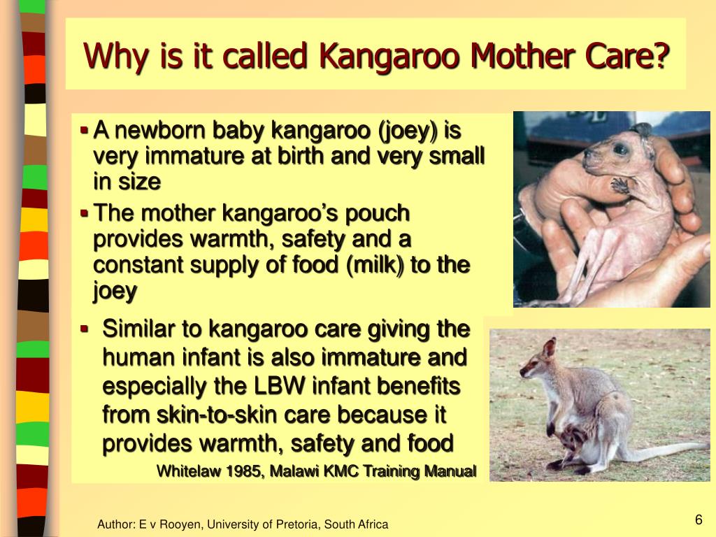 thesis on kangaroo mother care