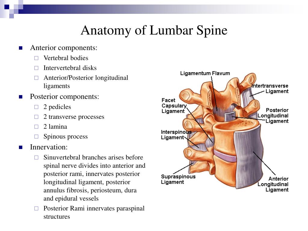 PPT - Lower Back Pain Therapy PowerPoint Presentation, free download