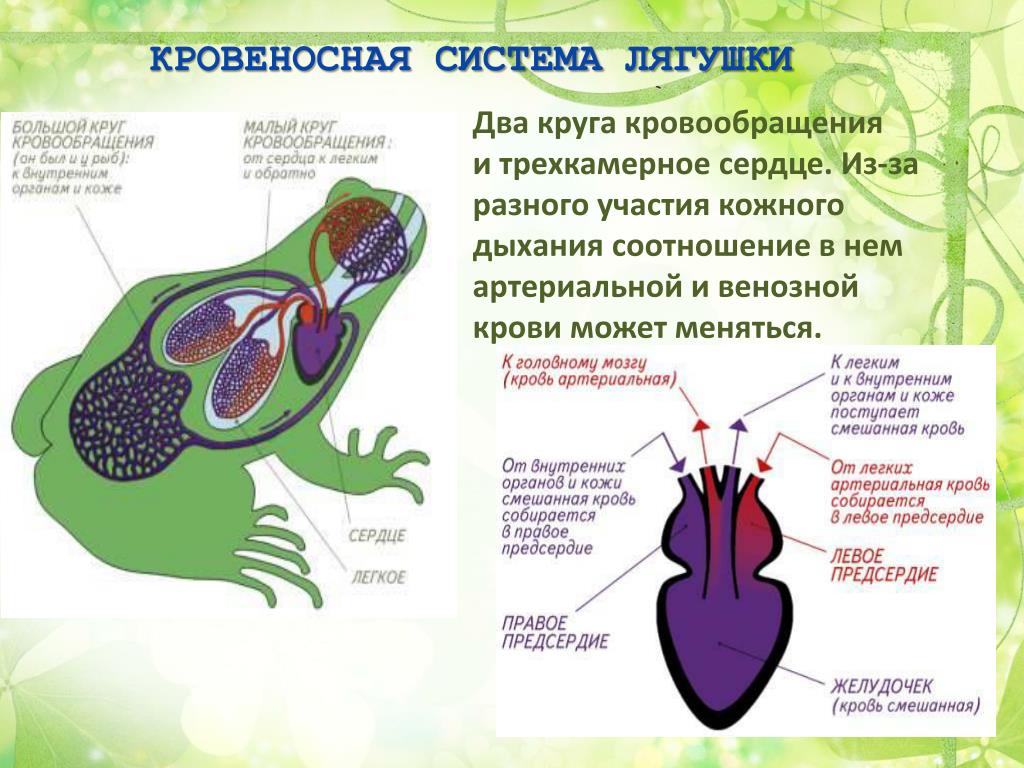 Животное имеет один круг кровообращения. Кровеносная система система лягушки. Строение кровообращения лягушки. Кровеносная система Жабы. Венозная кровь у земноводных.