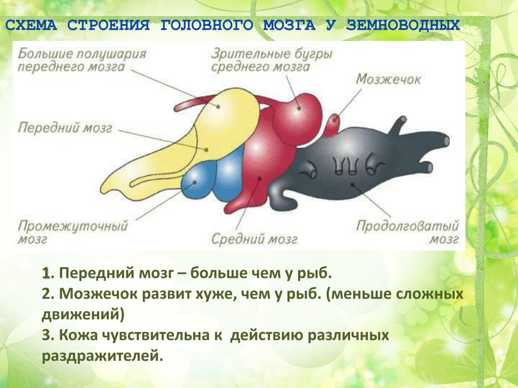 Какие отделы мозга у рыб. Отделы мозга земноводных. Строение золовного могза земноводных. Строение головного мозга амфибии. Головной мозг лягушки.