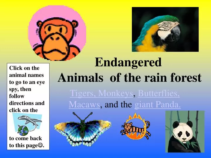 PPT - Endangered Animals of the rain forest PowerPoint Presentation, free  download - ID:6717438
