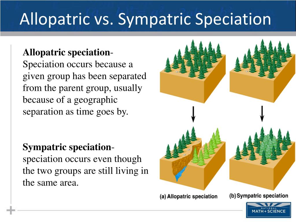 PPT - Macroevolution Part II: Allopatric Speciation PowerPoint