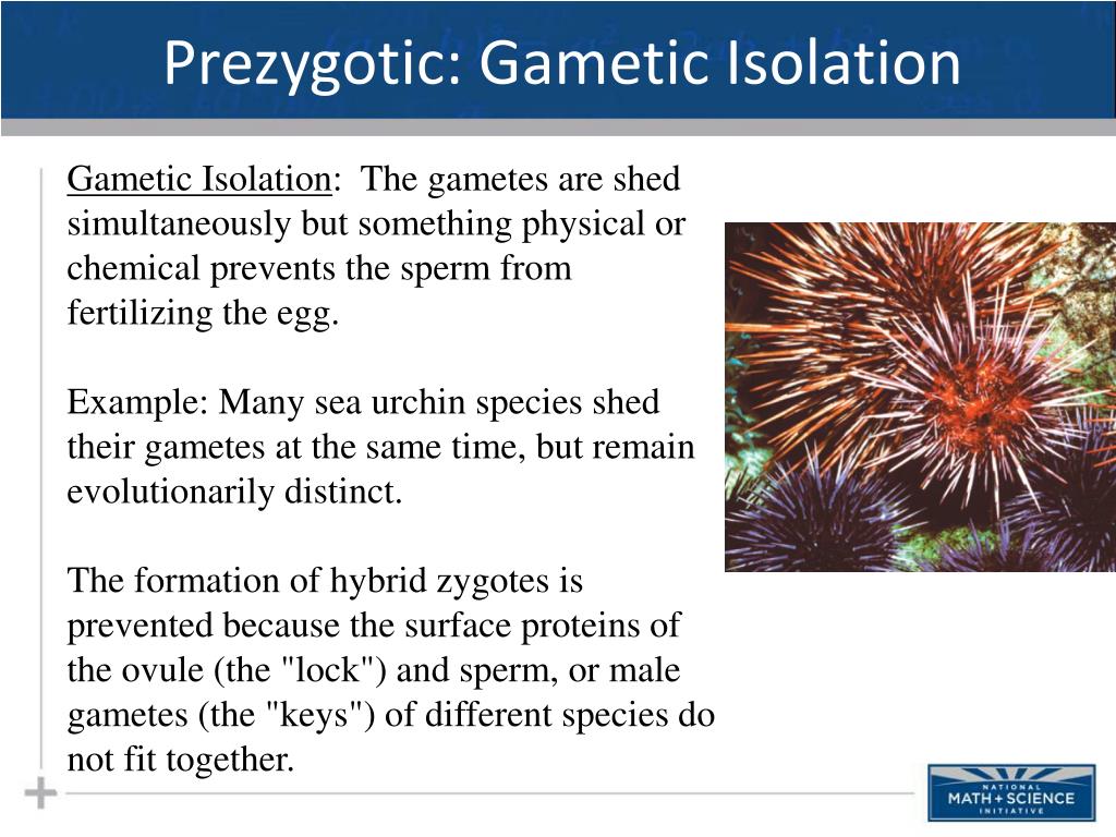 PPT Macroevolution Part II Allopatric Speciation PowerPoint