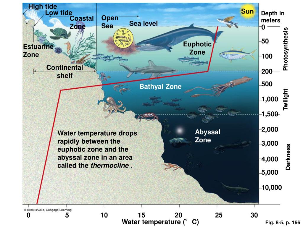 Ppt - Aquatic Biodiversity Powerpoint Presentation, Free Download - Id 