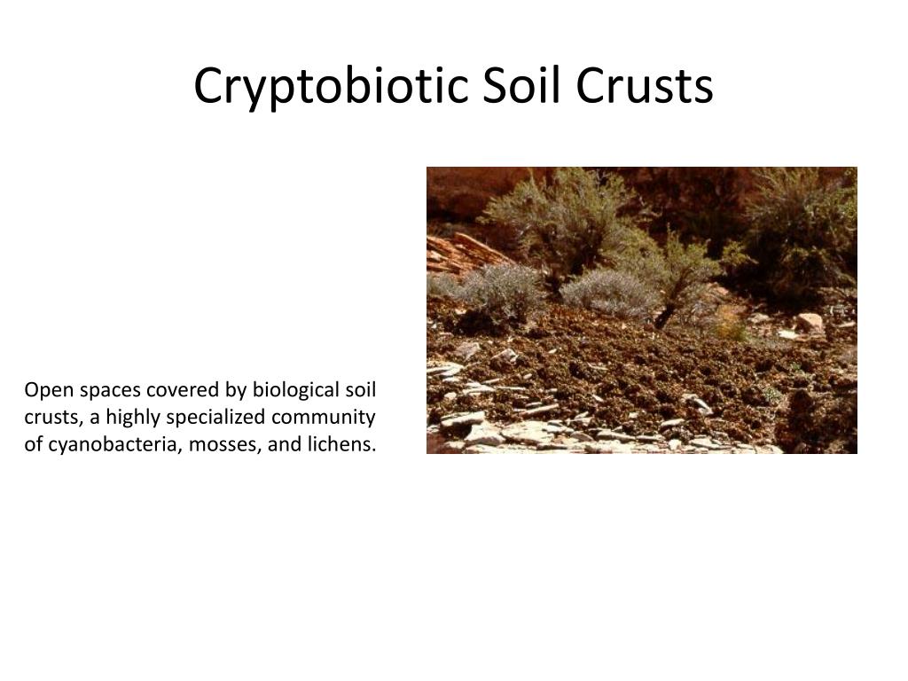 PPT Biological Soil Crusts PowerPoint Presentation, free download