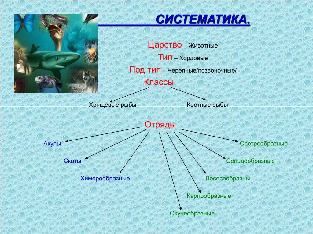 Царство животные рыбы. Систематика рыб схема 7 класс. Класс костно хрящевые рыбы отряды. Тип Хордовые Подтип позвоночные класс рыбы. Класс хрящевые систематика.