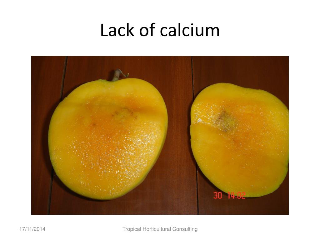 PPT - NT Mango Orchard Nutrition Workshops 2013 PowerPoint Presentation ...