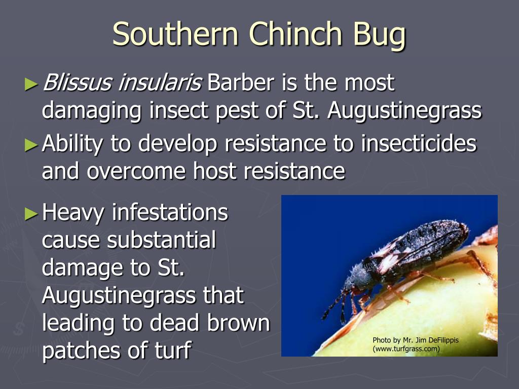 PPT - Southern Chinch Bug and Weed Occurrence in St. Augustinegrass ...