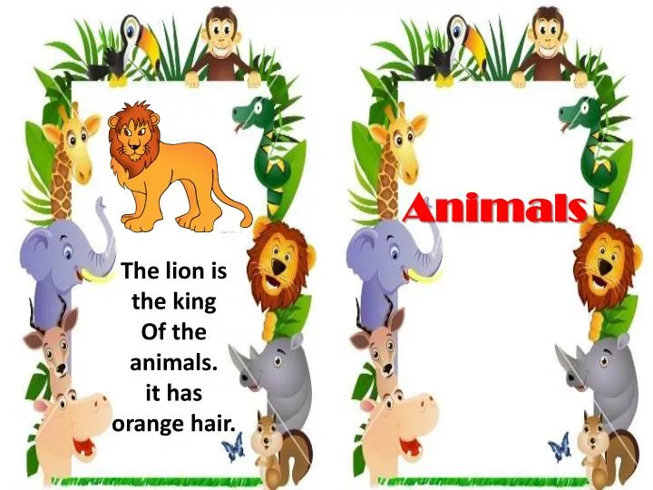 animals powerpoint presentation for kindergarten