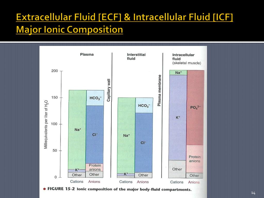 PPT BODY FLUIDS AND ELECTOLYTES PowerPoint Presentation Free PPT BODY FLUIDS AND ELECTOLYTES PowerPoint Presentation Free