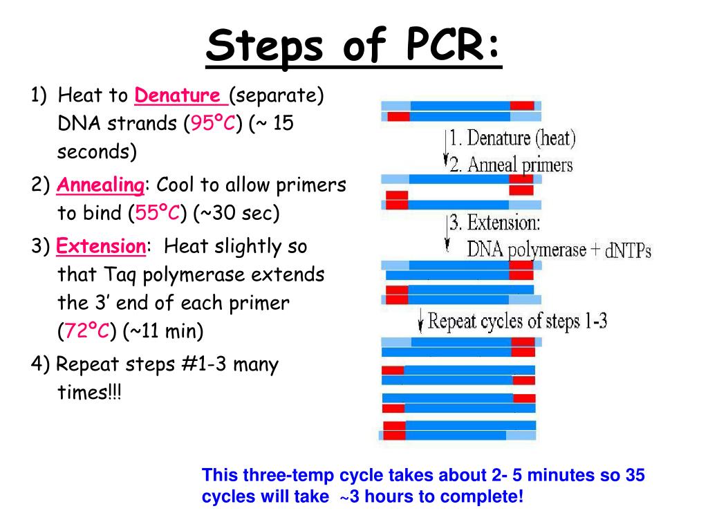 powerpoint presentation on pcr