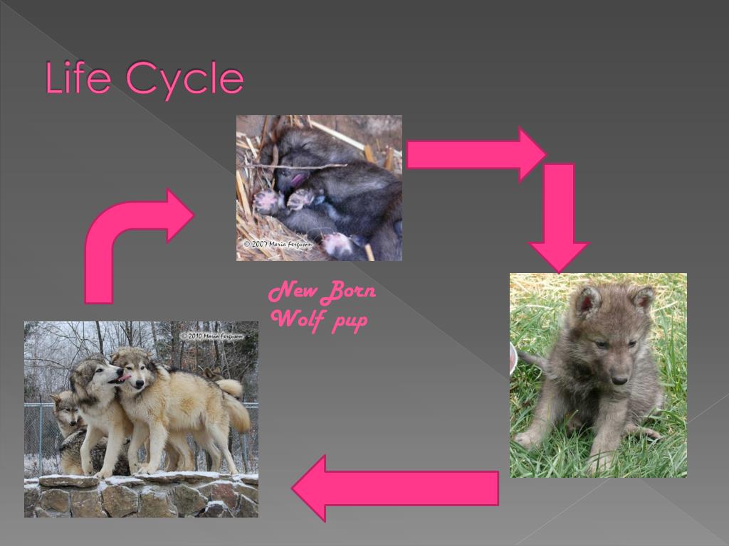 PPT Life Cycle Of A Gray Wolf PowerPoint Presentation Free Download 