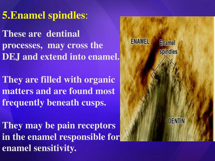 PPT TOOTH ENAMEL PowerPoint Presentation ID6725407