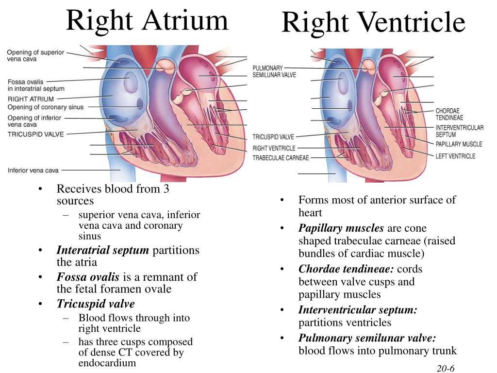 Правое предсердие является. Right Atrium. Fossa ovalis сердце. Right Atrium and ventricle.