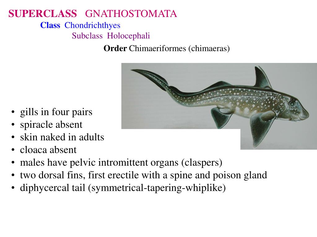 PPT - Fish Taxonomy PowerPoint Presentation, free download ...