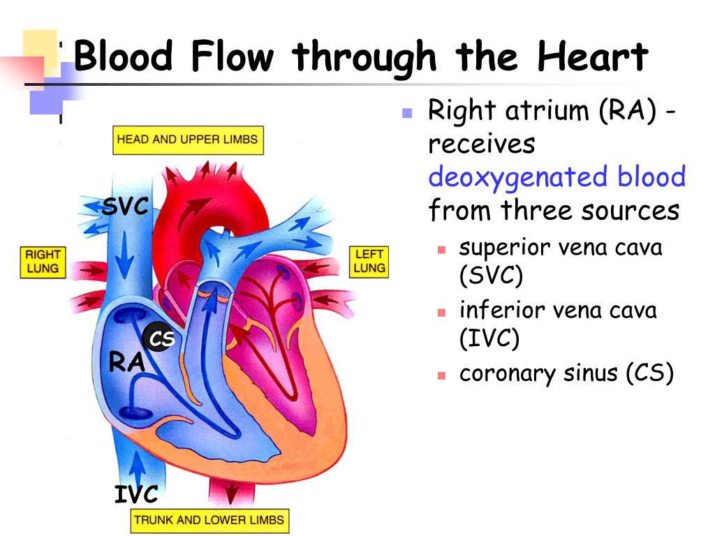 The Heart ppt. SVC IVC. Какая кровь поступает в правое предсердие. Презентация Atomic Heart POWERPOINT. Кровь поступает в легкие через