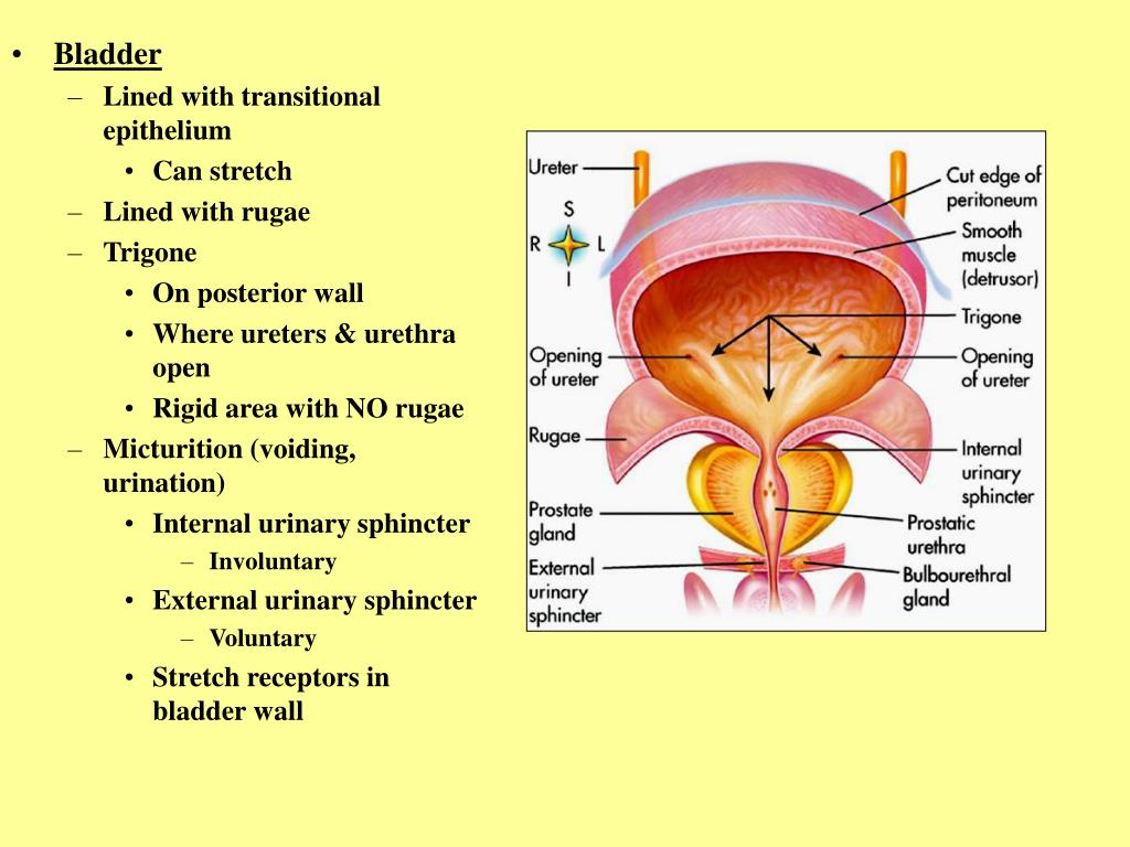 PPT - Urinary System Diseases PowerPoint Presentation, free download