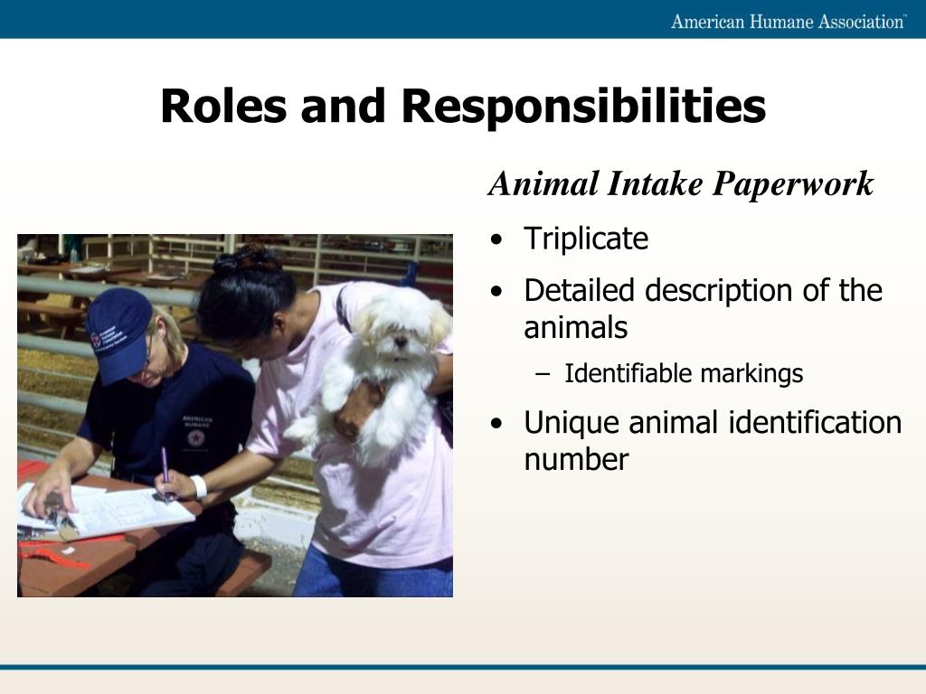 Animal shelter medical director job description