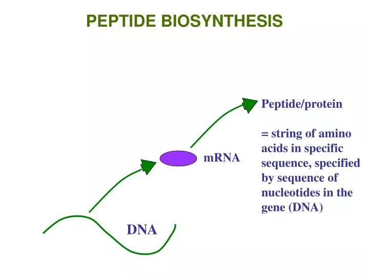 peptide biosynthesis n.