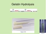 gelatin hydrolysis test gelatin hydrolysis test