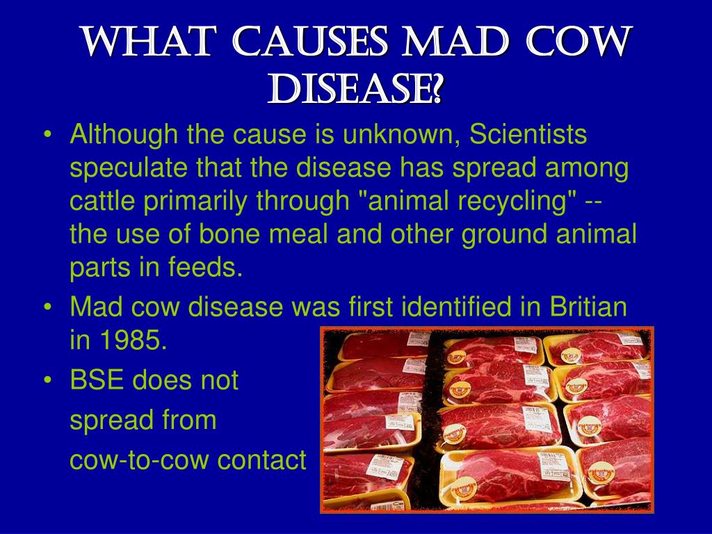research paper about mad cow disease