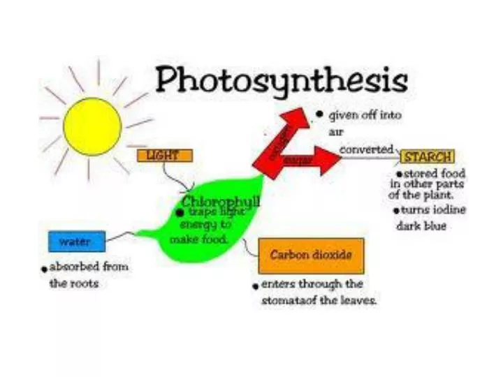 PPT LO’s Explain why photosynthesis is so important to energy and