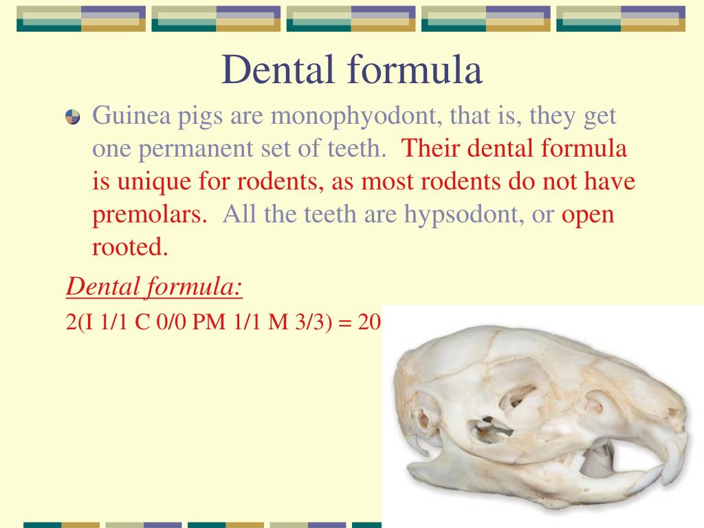View of PPT - Guinea Pig Cavia porcellus PowerPoint Presentation, free download ...