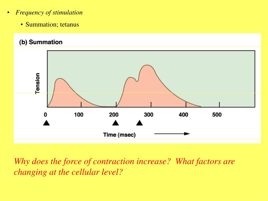 
Why Does The Stimulus Intensity Affect The Amount
