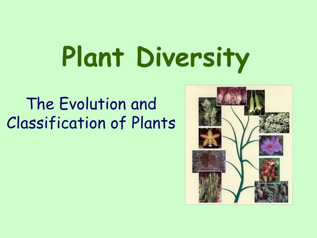 essay on diversity in plants pdf