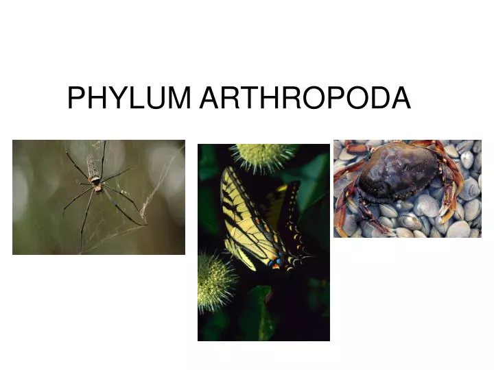 PPT - PHYLUM ARTHROPODA PowerPoint Presentation, Free Download - ID:6736529