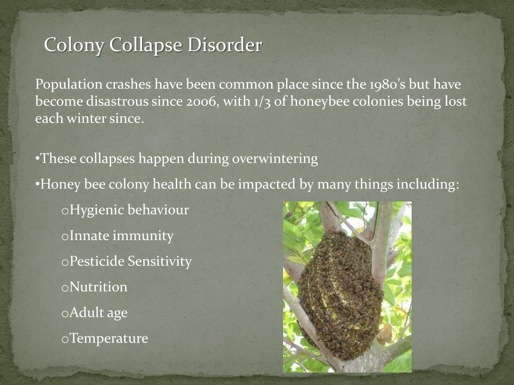 ppt-honey-bee-colony-collapse-disorder-powerpoint-presentation-free