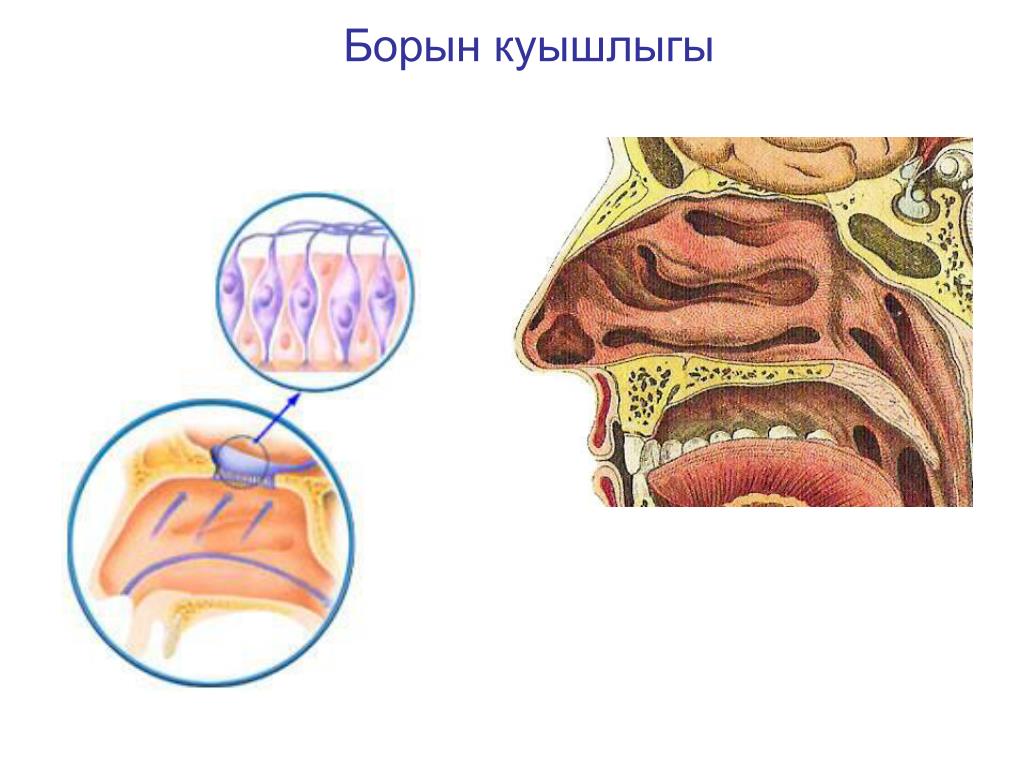 Носовая полость соединена с