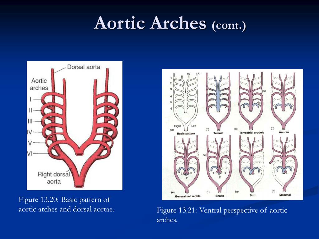 definition of aortic arch definition of aortic arch
