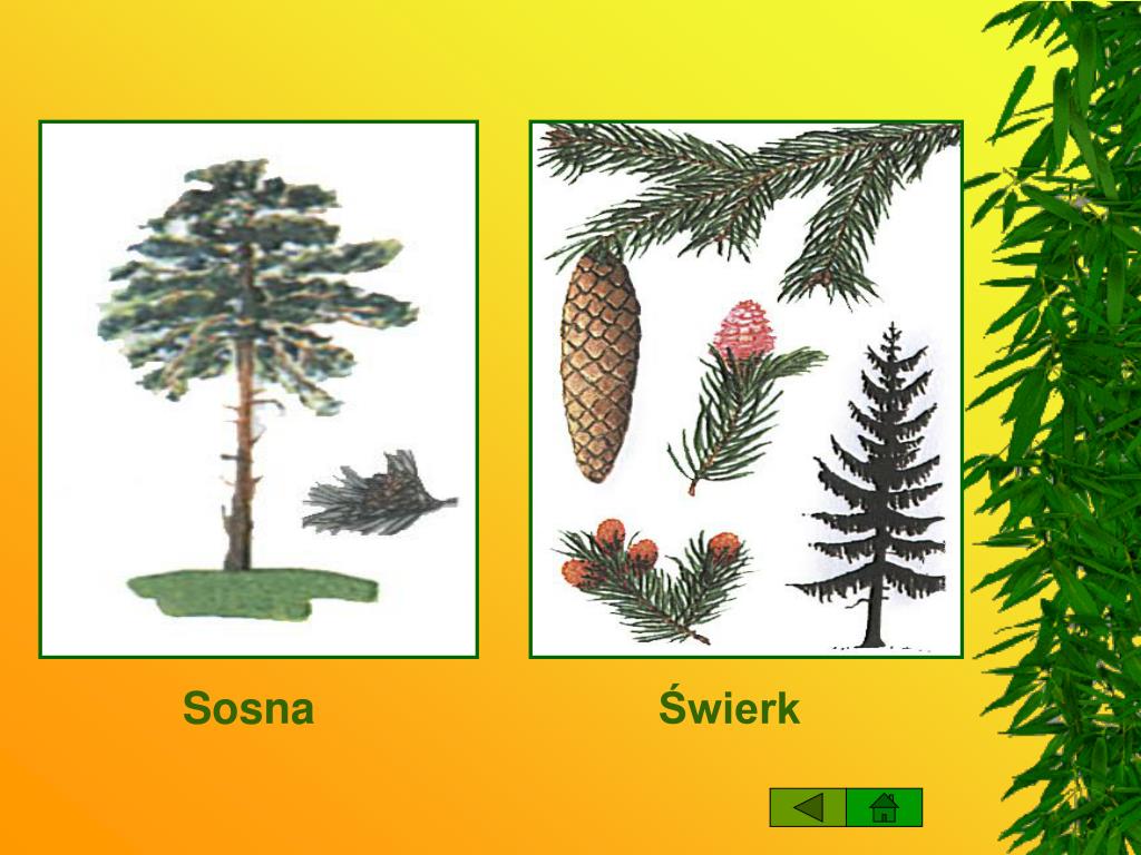 Wpływ Pór Roku Na życie W Lesie PPT - Życie w lesie PowerPoint Presentation, free download - ID:6739214