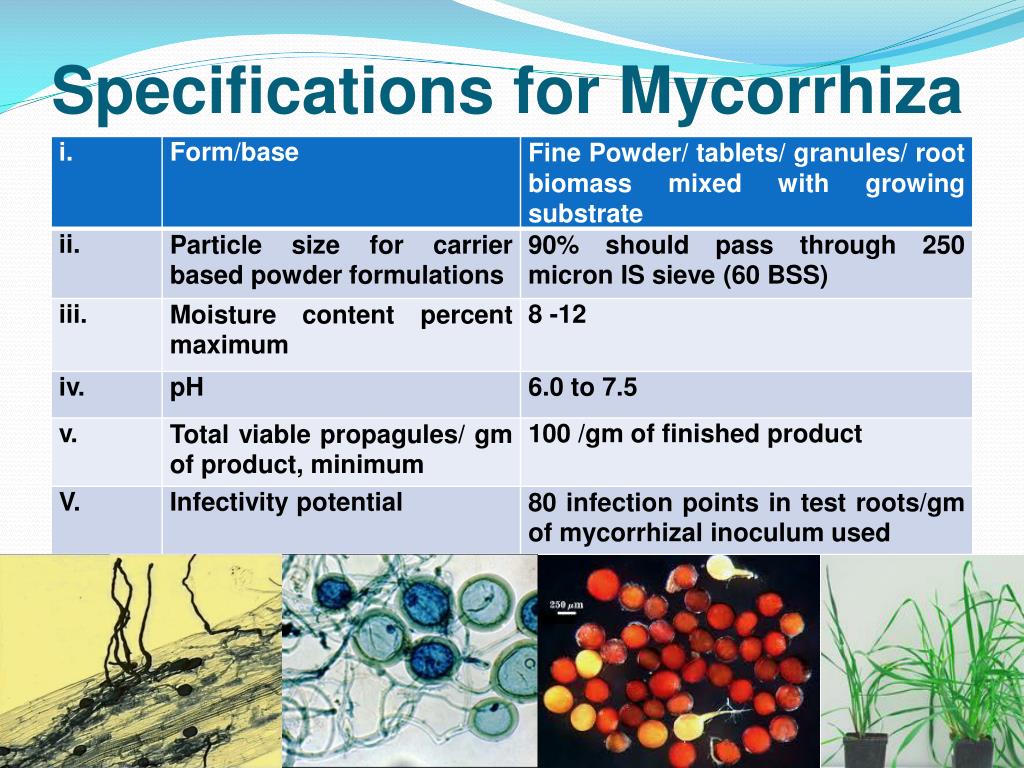 PPT - Biofertilizers An Input Less Exploited PowerPoint Presentation ...